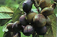 athertonia-diversifolia