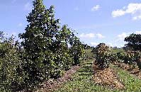davidsons-plum-ordhard