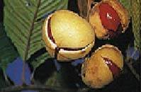 diploglottis-smithii