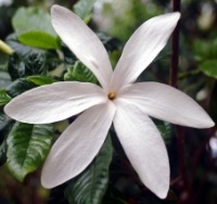 Gardenia Gardenia scabrella