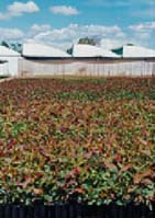 clonal-eucalupt-hybrids