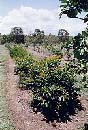 p-foliage-trial-plot3