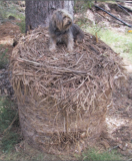 picture-5 Bale of hay