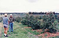 timberplot1