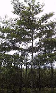 timberplot3