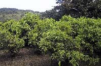 water-cherry-orchard
