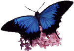 dark-blue-ulysses-with-pink-flower