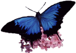 dark-blue-ulysses-with-pink-flower dark-blue-ulysses-with-pink-flower
