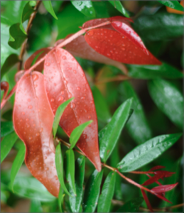 A healthy, psyllid free Lilly-Pilly.