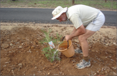 picture-4 Water-in each plant with about a bucket full of water, as soon as possible after planting.