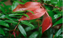 Fertiliser brings out the vibrant colours in your garden.