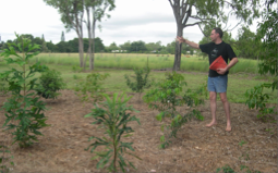 Tip the fertiliser into a bucket and walk around your garden broadcasting the granules amongst the plants, as if you are feeding the chooks.