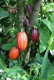 cocoa1