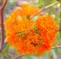 Eucalyptus phoenicea Eucalyptus phoenicea