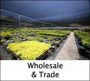 Wholesale & Trade