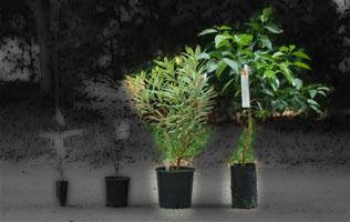 Special plants and fruit trees Special plants and fruit trees