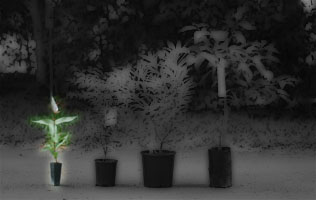 Forestry tube Forestry tube